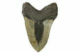 Fossil Megalodon Tooth - North Carolina #257981-1
